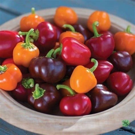 Мелкоплодные перчики.🌶 🌱 Сорт «Мини Белл» - это несколькo видов ...