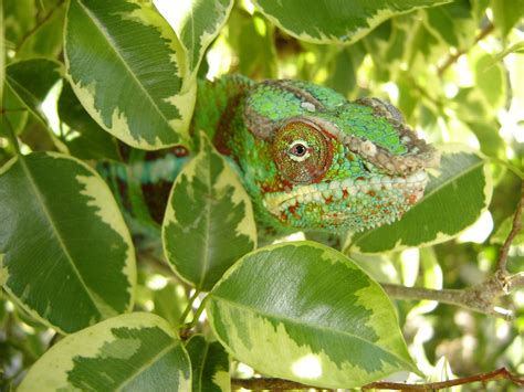 25 Beautiful Plants That Are Safe For Chameleons – Chameleon School
