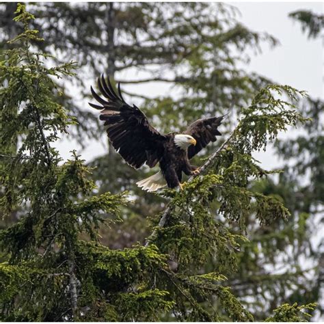The bald eagles fly and fish in the protected areas of the Alaskan