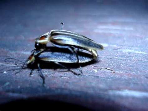 Glowing Insect Having Sex Glow YouTube