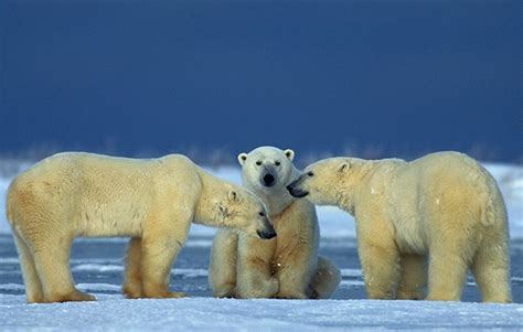 10 Facts About Polar Bears National Geographic Kids