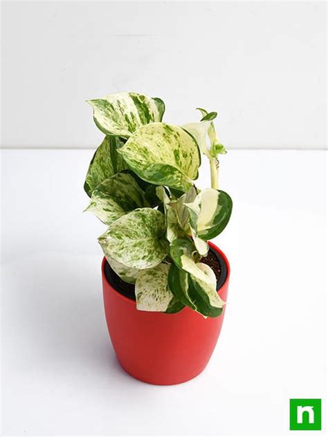 Buy Money Plant Marble Queen Plant Online From Nurserylive At Lowest