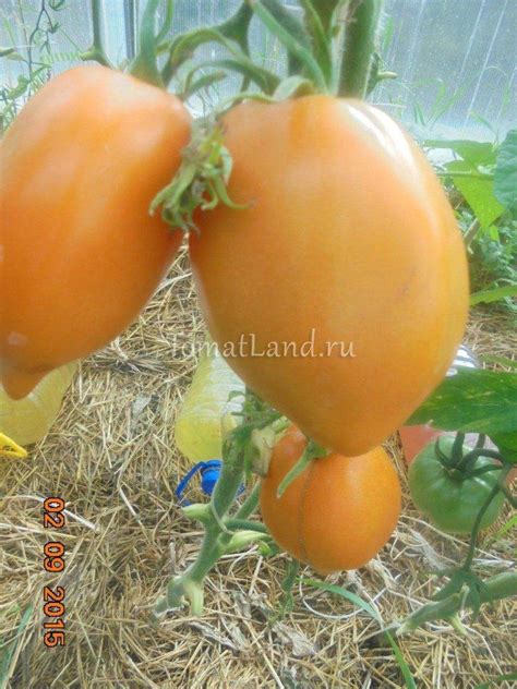 Томат золотой кенигсберг: отзывы, описание сорта, характеристики и фото