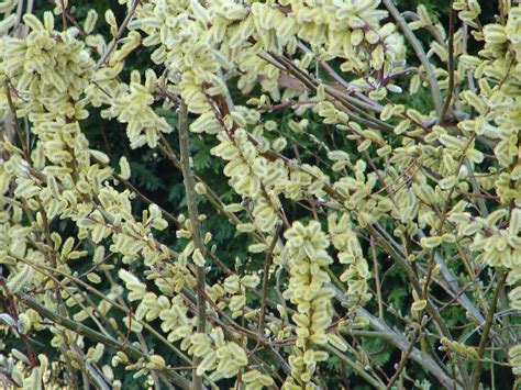 One Love Farm Japanese Fantail Pussy Willow