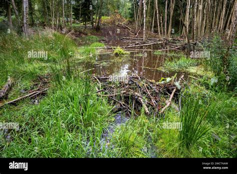 A Beaver Dam In Cropton Forest Stock Photo Alamy
