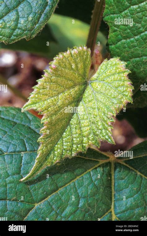 Concord Grape Plant Stock Photo Alamy