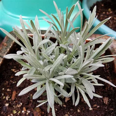 Helichrysum Thianschanicum Icicles Licorice Plant In Gardentags