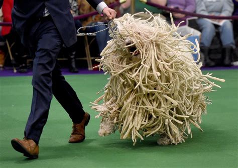 annual westminster kennel club dog show abc news
