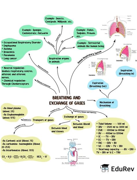 Mind Map Breathing And Exchange Of Gases Biology Class 11 NEET PDF