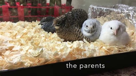 Button Quails Hatching - YouTube