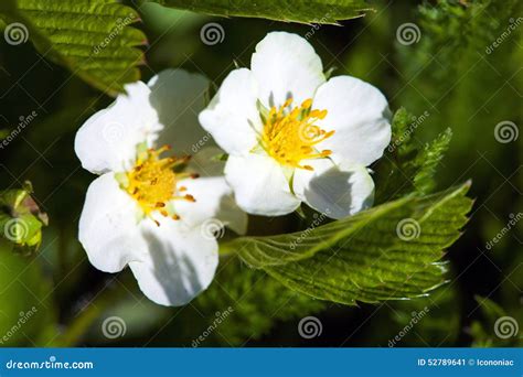 Blackberry Bush Flowers Rubus Fruticosa Stock Image Image Of