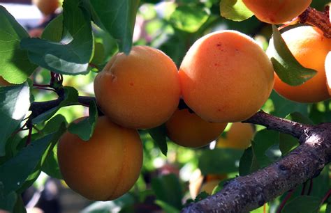 Best apricots for juicing – Juice Health Benefits & Recipes