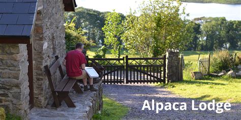 Alpaca Lodge The Naked Sheep Ireland
