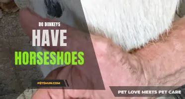 Understanding Donkey Reproduction Do Donkeys Have Sex Petshun