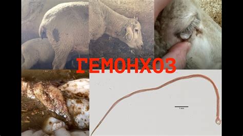 КРАСНЫЕ ГЕЛЬМИНТЫ В ЖЕЛУДКЕ У ОВЕЦ | Ставлю диагноз - YouTube