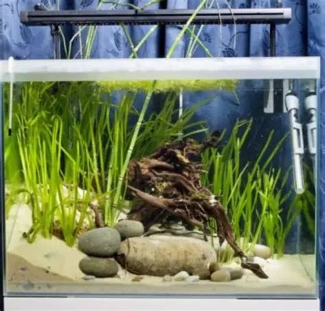 Freshwater Puffer fish Care Guide 14 Things To Know