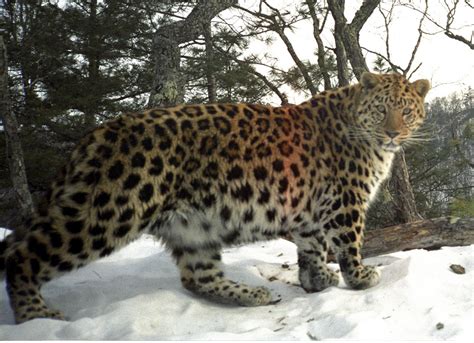 Amur Leopard