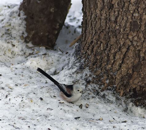 Семечки на снегу | Пикабу