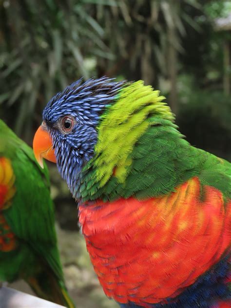 Lorri Parrot Colorful Free Photo On Pixabay Pixabay