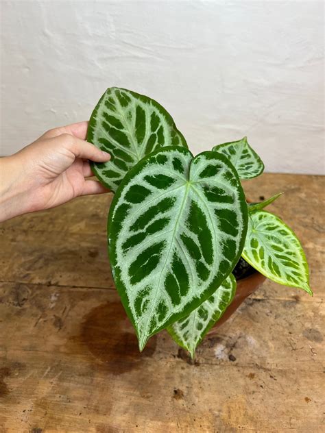 Anthurium Silver Blush | Harmony Plants