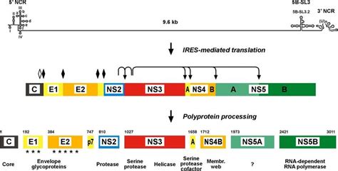 Schematic Genetic Organization And Polyprotein Processing Of Hepatitis