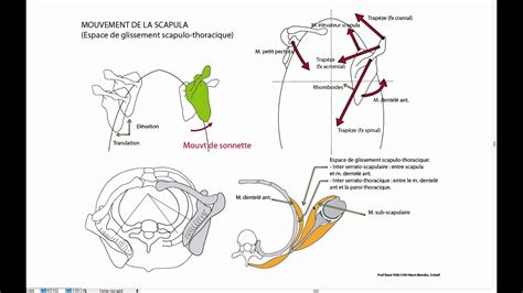 Mouvement De La Scapula Youtube