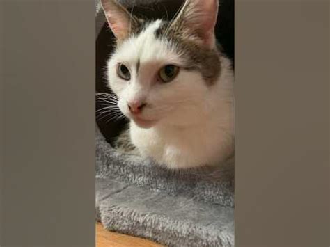 Daily life of Lili the cat 🐈 #cats #shorts #catvideos - YouTube