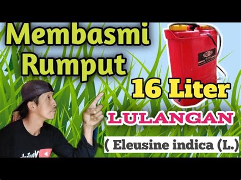 Tumpas Rumput Lulangan Sampai Ke Akar Akarnya Youtube