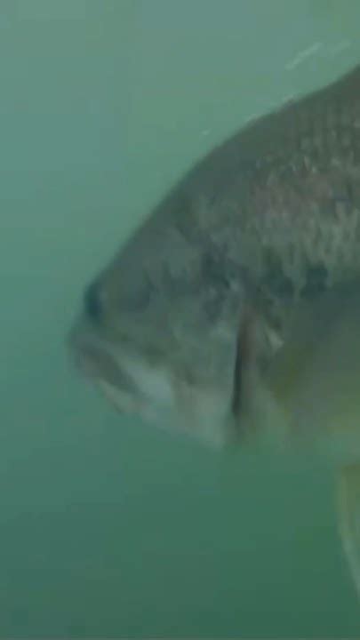 absolute donkey fishing bassfishing bass fish outdoors basslake