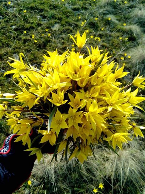 Ответы Mail: Лазоревый цветок