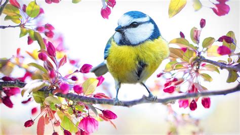 Spring Bird Desktop Wallpaper 81 Images