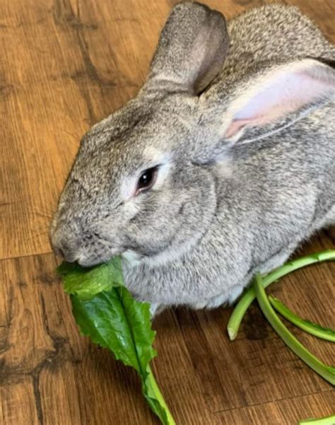 Flemish Giant Babies Rabbits For Sale