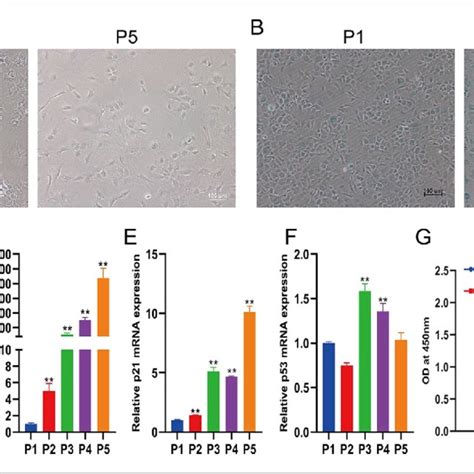 SNHG20 Promotes The Proliferation Migration And Invasion Of LSCC