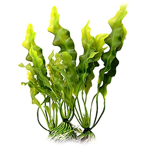 Laminaria Japonica