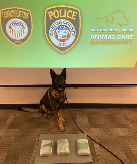 Gaston Arrest Inquiry