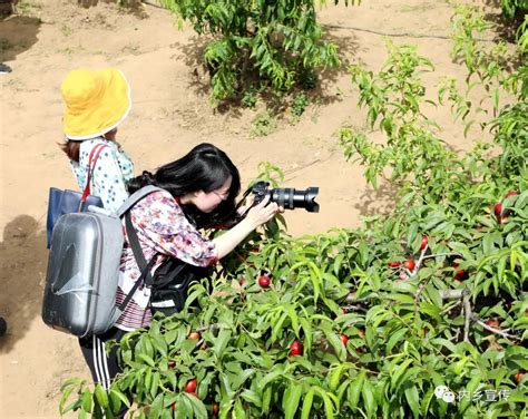 “嗨翻”了！内乡·首届油桃田园艺术节唱响“乡村中国风”澎湃号·政务澎湃新闻 The Paper