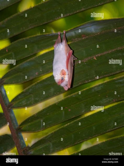 Small White Bat Stock Photo - Alamy