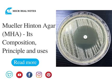 Mueller Hinton Agar Its Composition Uses And Preparation