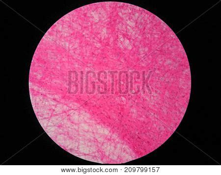 Histology Human Image & Photo (Free Trial) | Bigstock