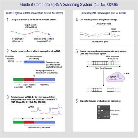 Tools For Successful Crisprcas9 Genome Editing