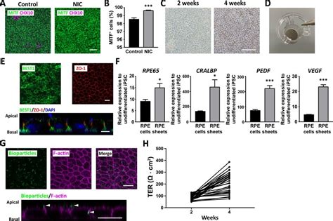 Generation Of Mature Functional Hipsc Derived Rpe Sheets A