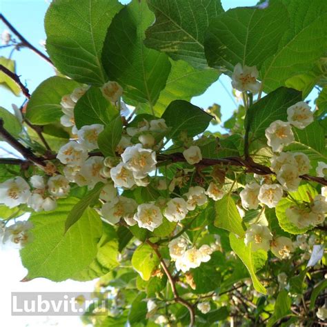 Актинидию Колбасиной можно купить недорого с доставкой в питомнике ...