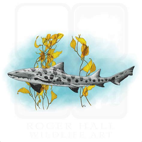 What Does A Leopard Shark Look Like - Infoupdate.org