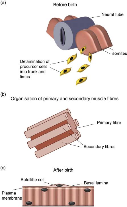 Skeletal Muscle Development During Early Embryogenesis Skeletal