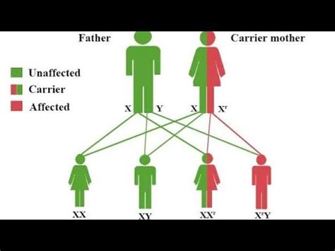 Sex Linked Inheritance X Linked Inheritance Y Linked Inheritance