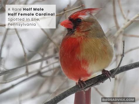 Can A Cardinal Be Half Male Half Female Birds Advice