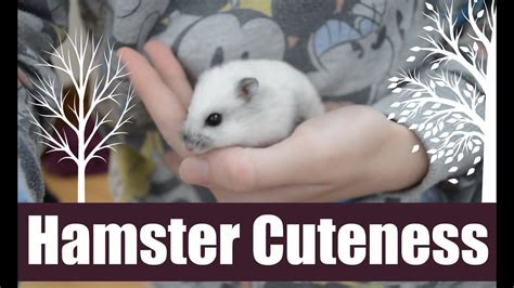 Dwarf Hamster Cuteness Autumn 2015 Youtube