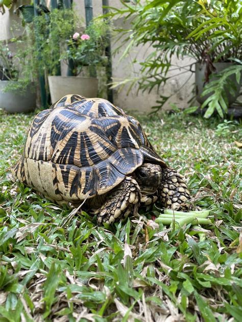 This is Shelly my pet star tortoise. | Tortoise, Pets, Turtle