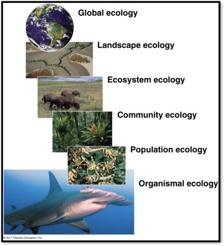 Bio Chapter The Biosphere Flashcards Quizlet