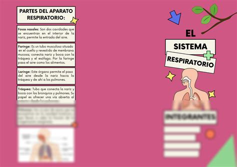 Solution Anatom A Tr Ptico Del Sistema Respiratorio Studypool